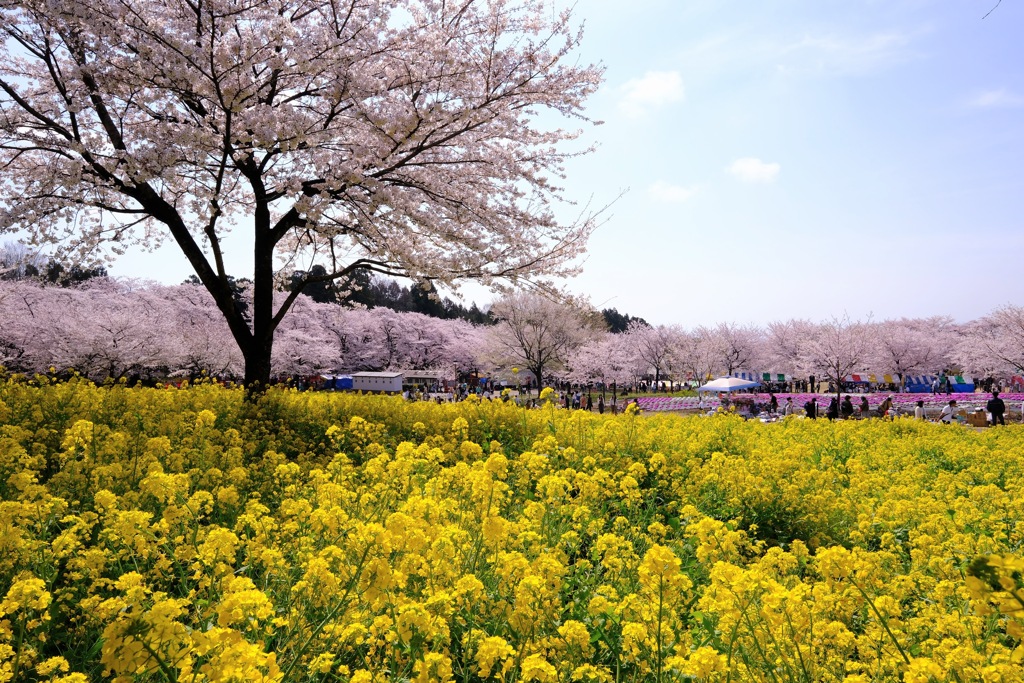 赤城南面千本桜①