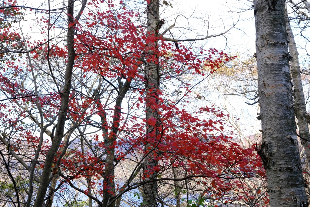 残り紅葉①