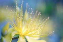 庭の花