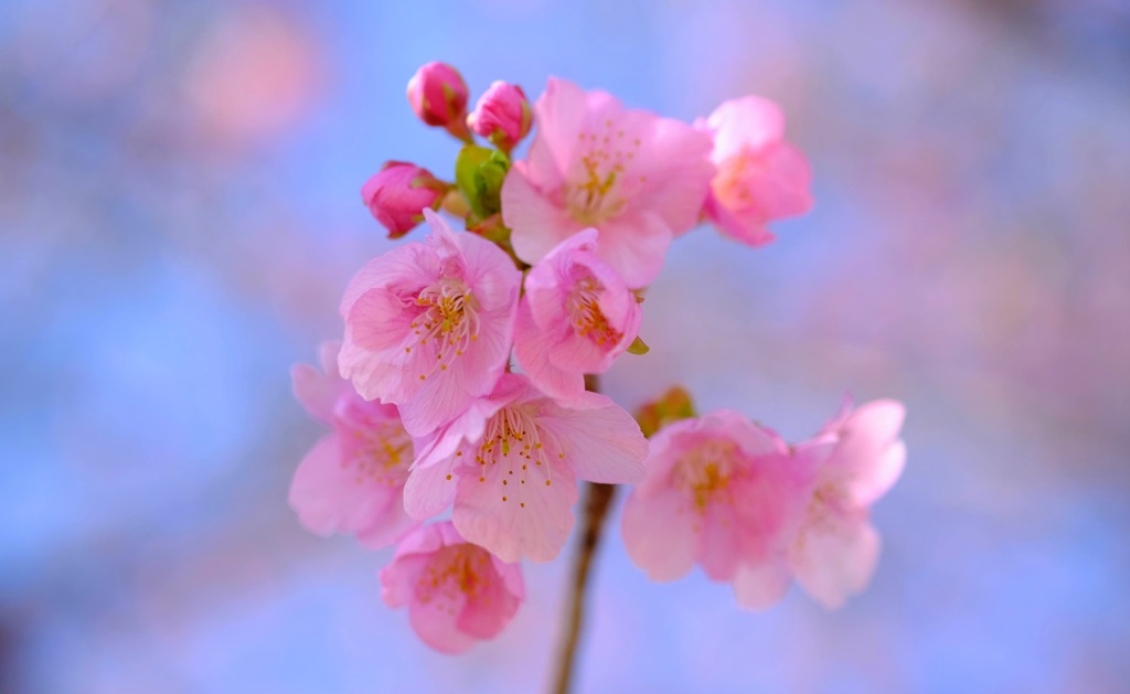 魅せ時