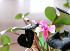 我が家にも春が!④