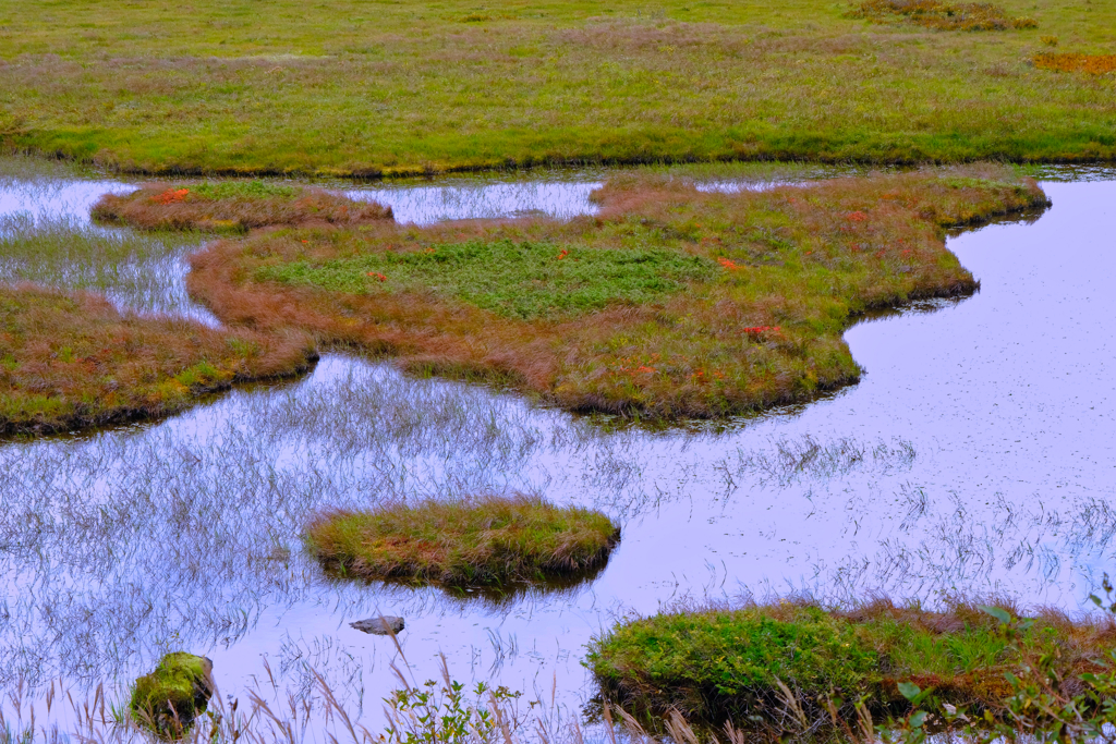 八島ヶ原湿原②