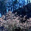 冬桜④