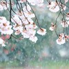 雪化粧①