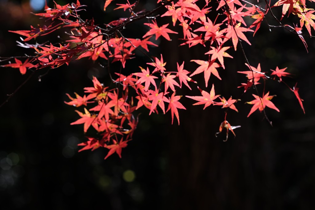 赤城自然園の紅葉⑧
