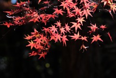 赤城自然園の紅葉⑧