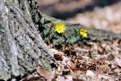 春の野草③