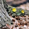 春の野草③