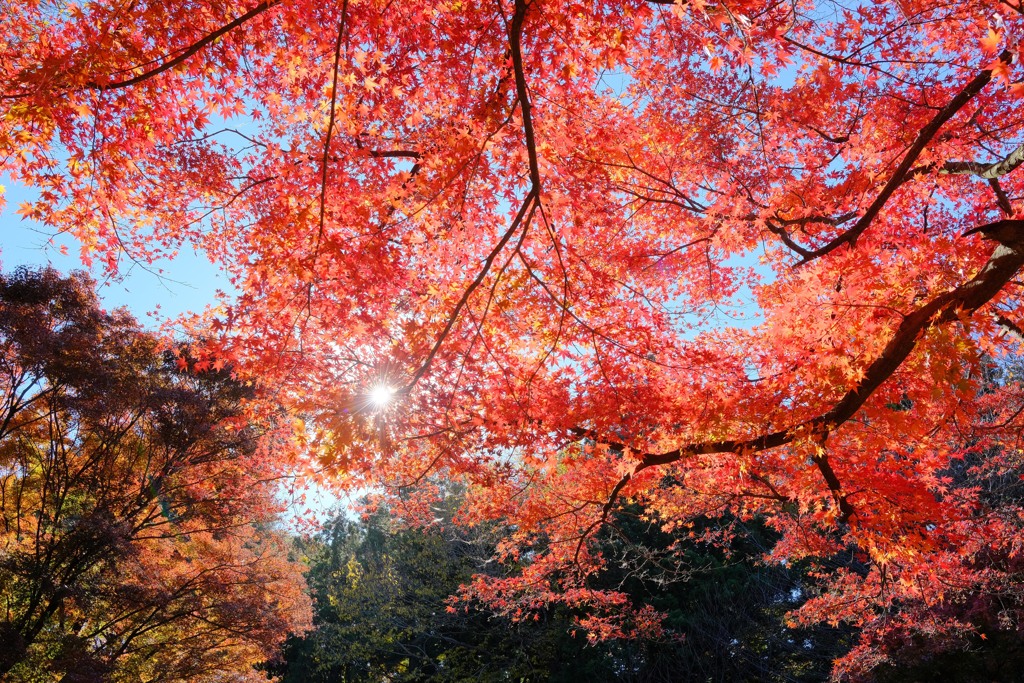 赤城自然園の紅葉⑥