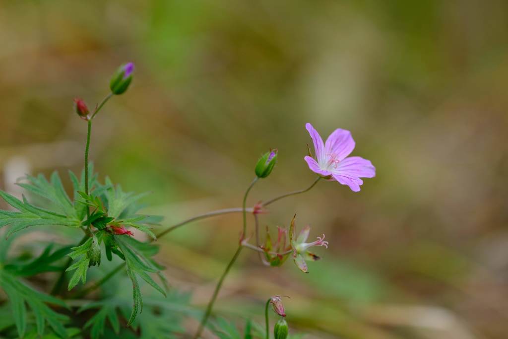 池の平湿原の花③