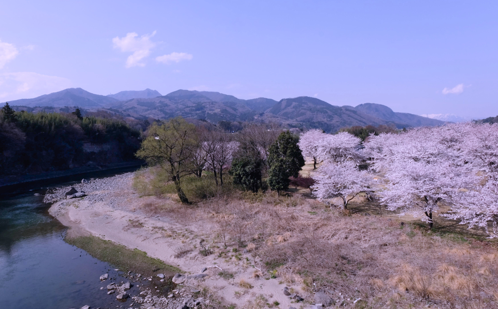 桜風景②