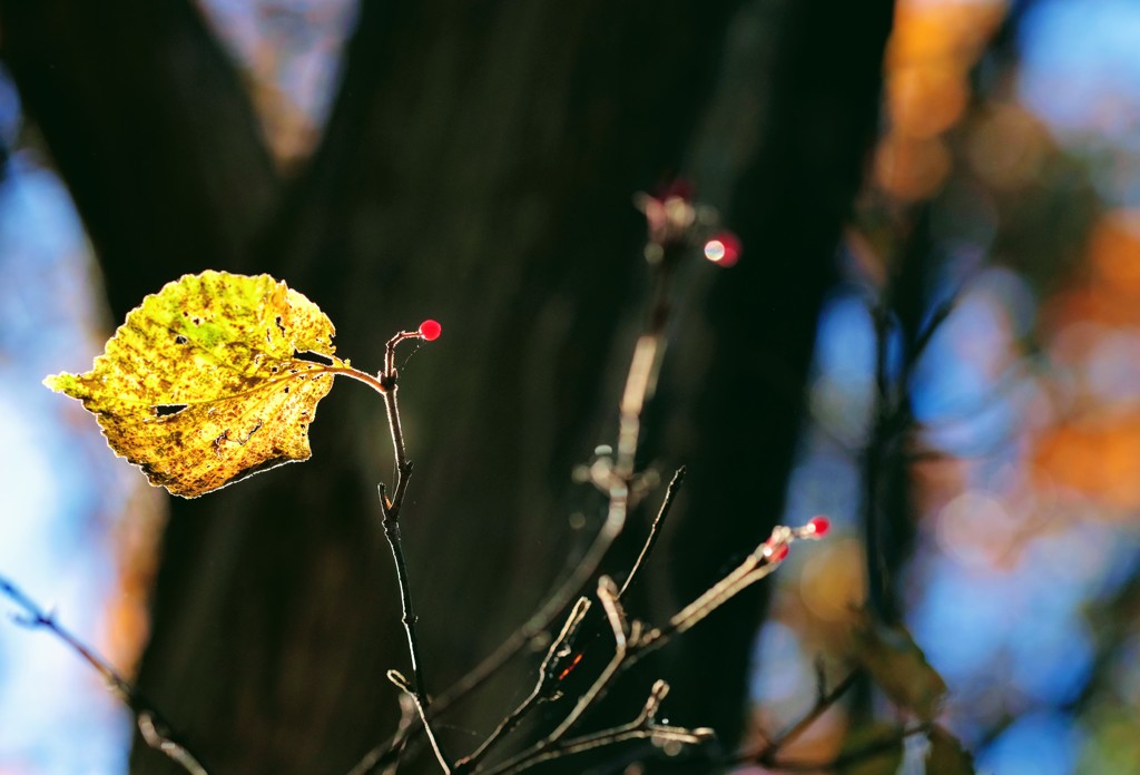 赤城自然園の紅葉⑨