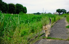 野良くんではありません