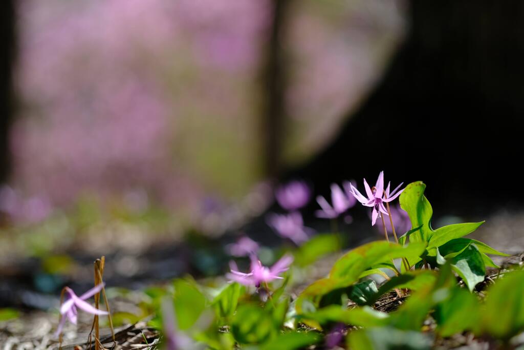 赤城自然園②