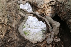 枯木からの景色②