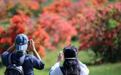 赤城山のレンゲツツジ⑥