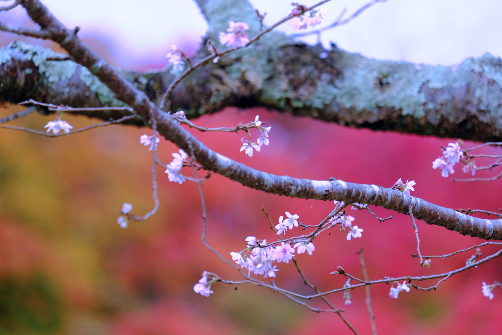 桜山公園④