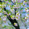 八重桜①