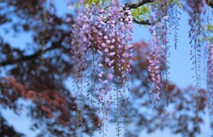 須賀の園①