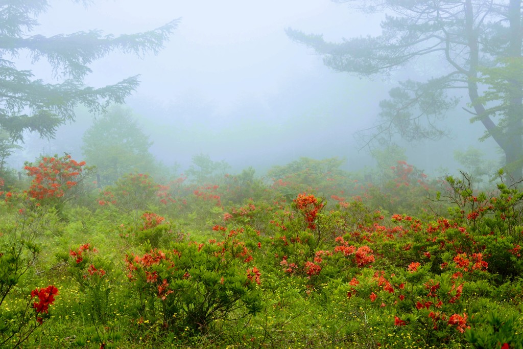湯の丸高原のツツジ⑩