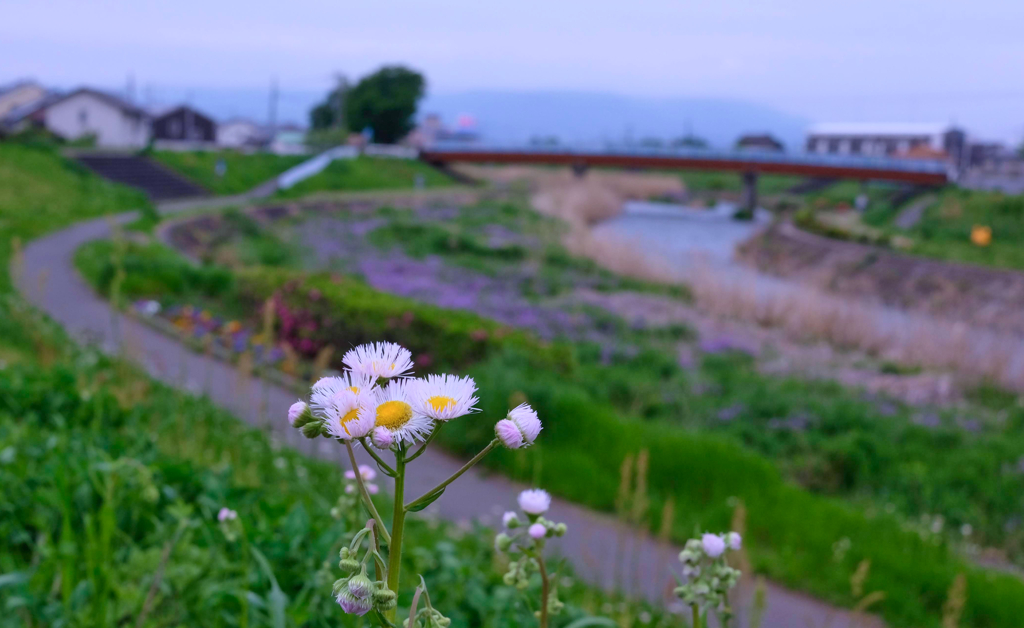 散歩道①