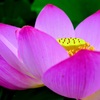 赤堀蓮園①