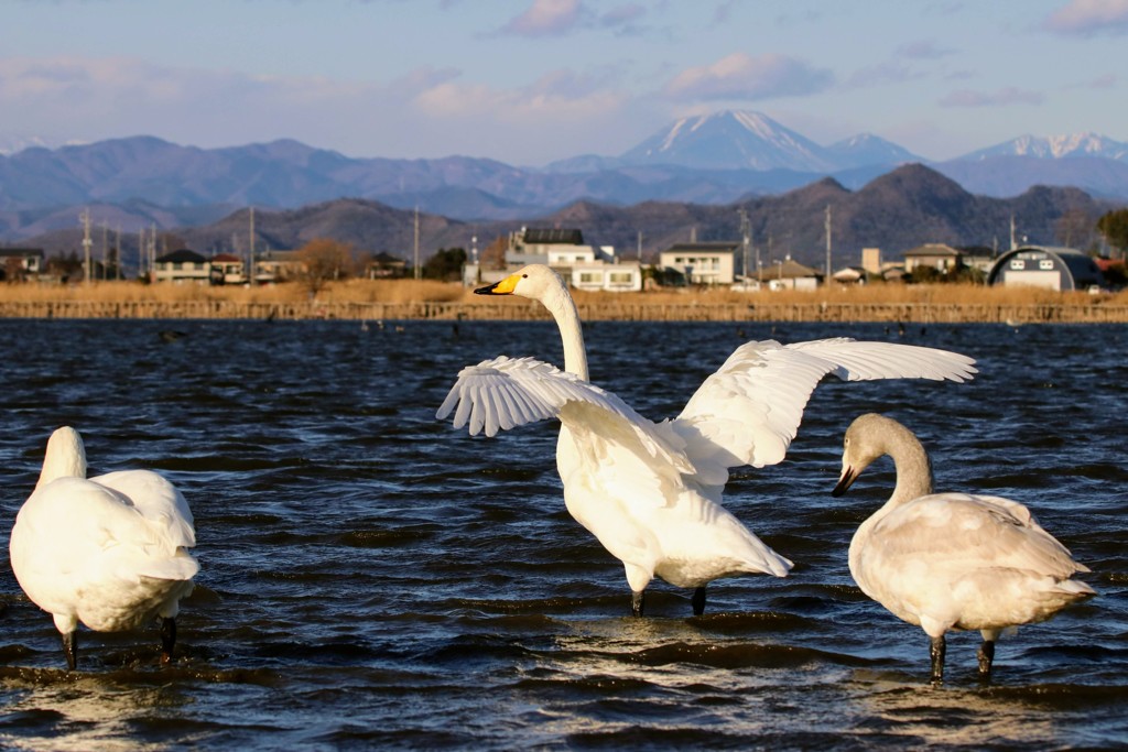 多々良沼の白鳥⑤