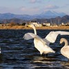 多々良沼の白鳥⑤