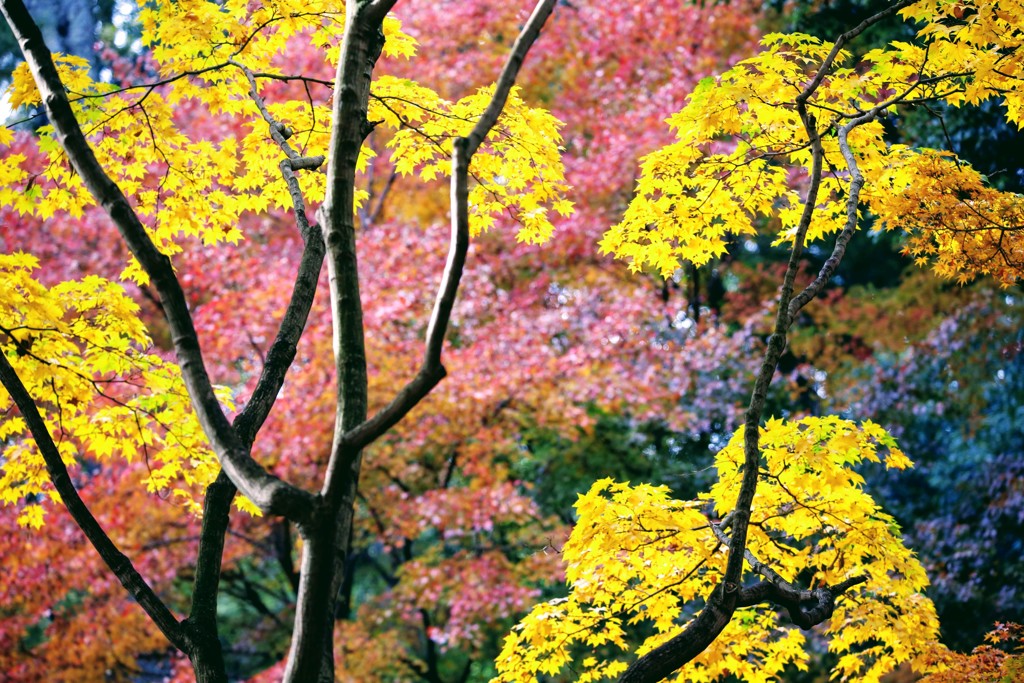 黃と紅
