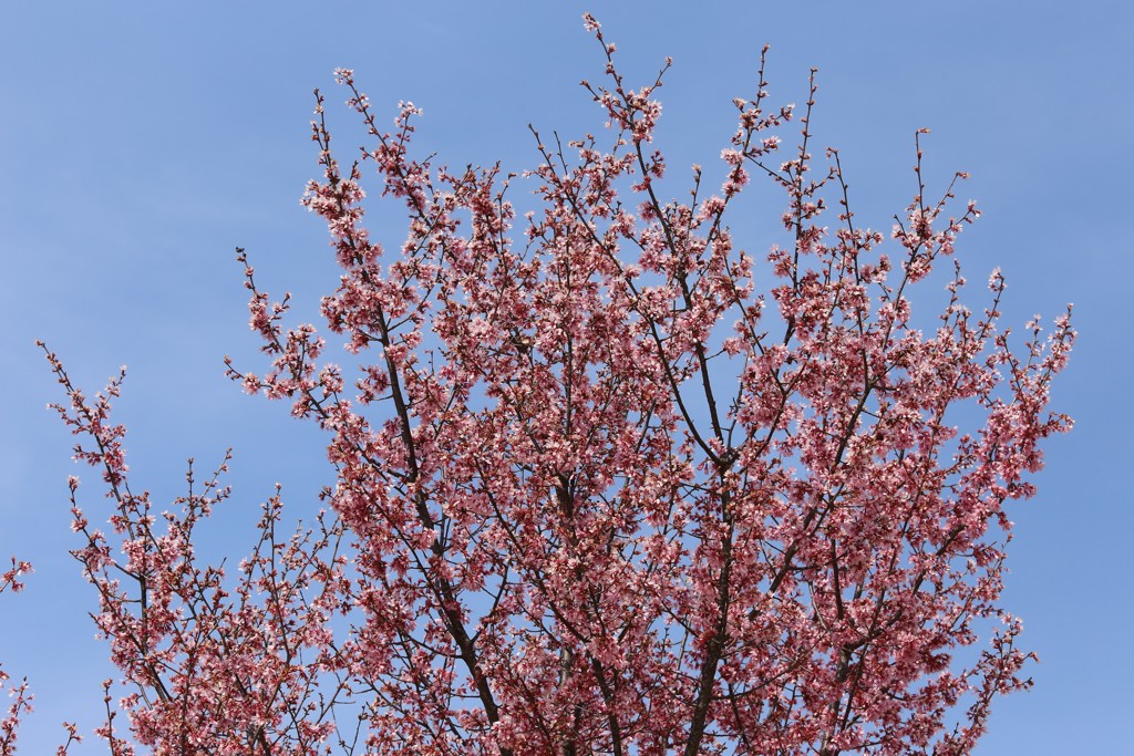 満開のおかめ桜③