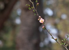 木瓜の花