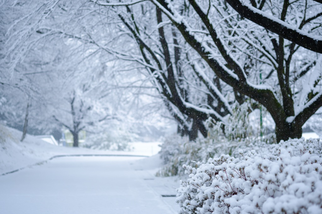 大雪②