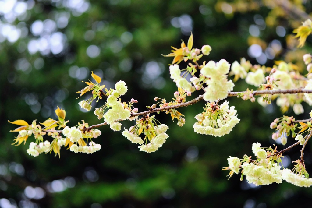 八重桜