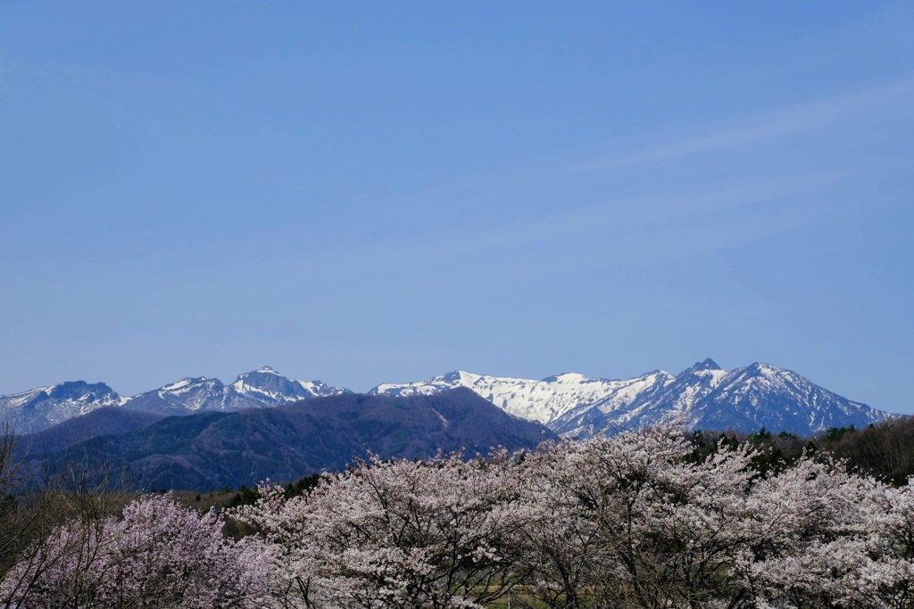 春景色①