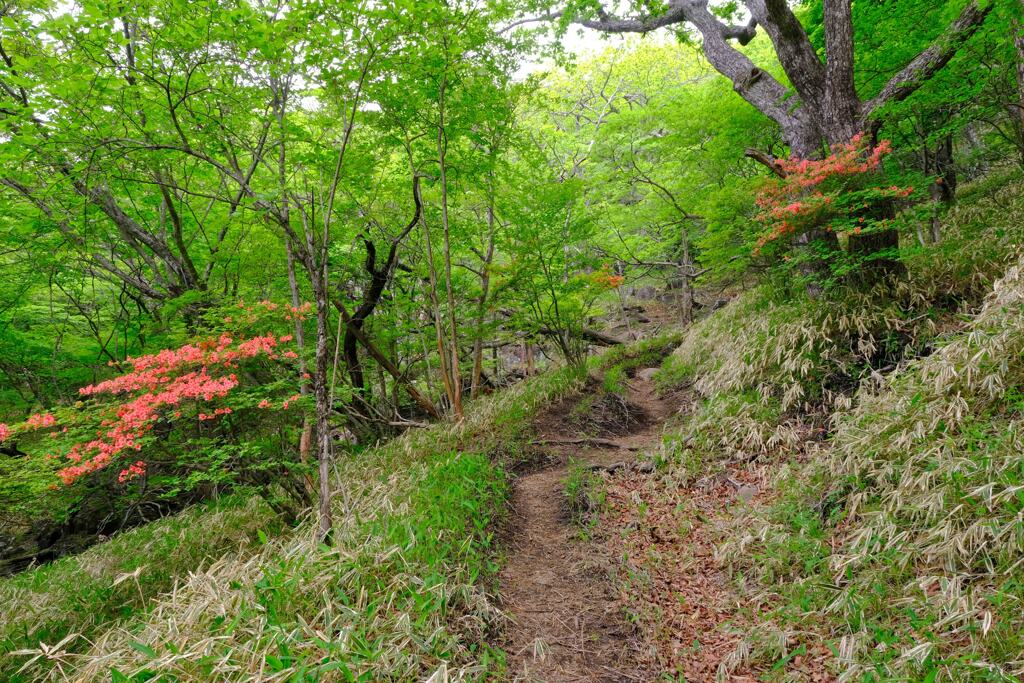 登山道②