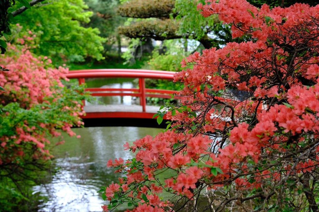 つつじ③