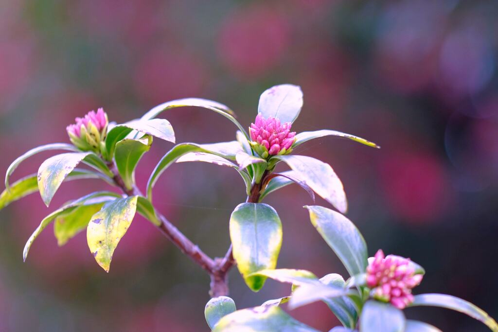 沈丁花