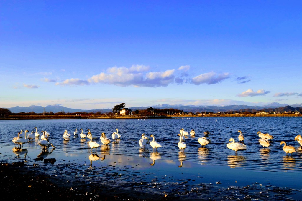 多々良沼の白鳥④