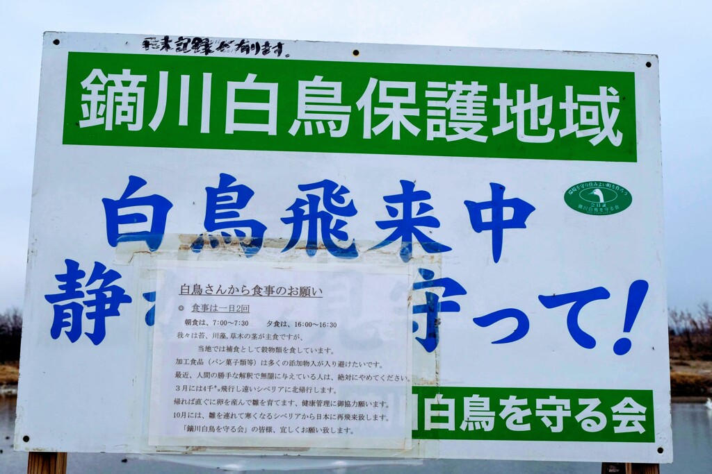 白鳥の保護
