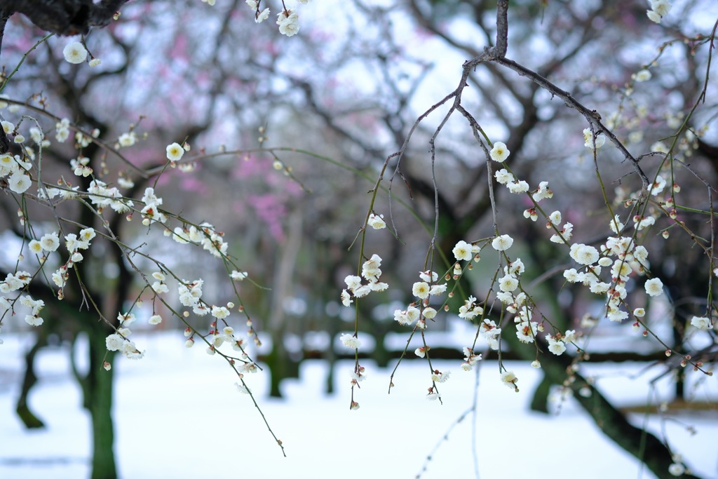 降雪2日目②