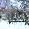 降雪2日目②