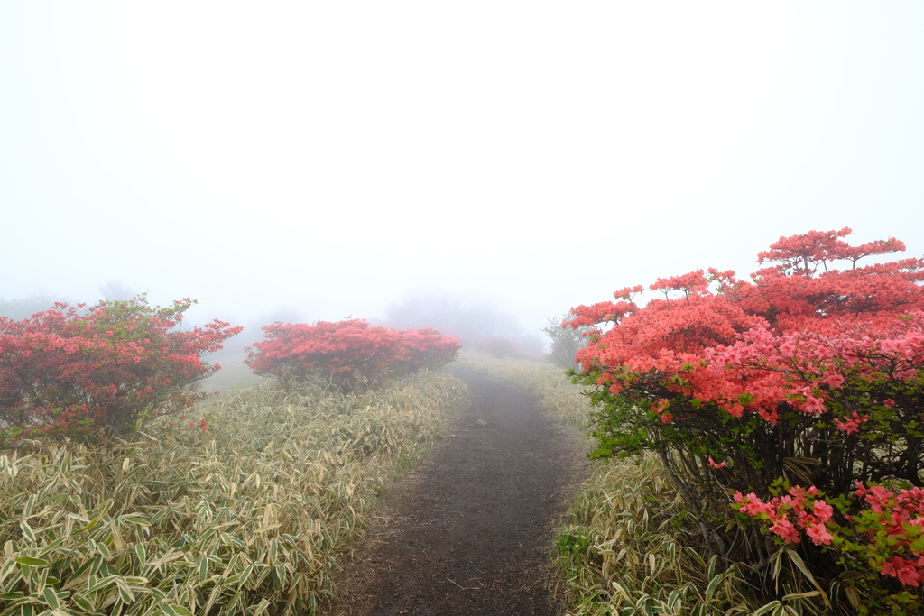 登山道