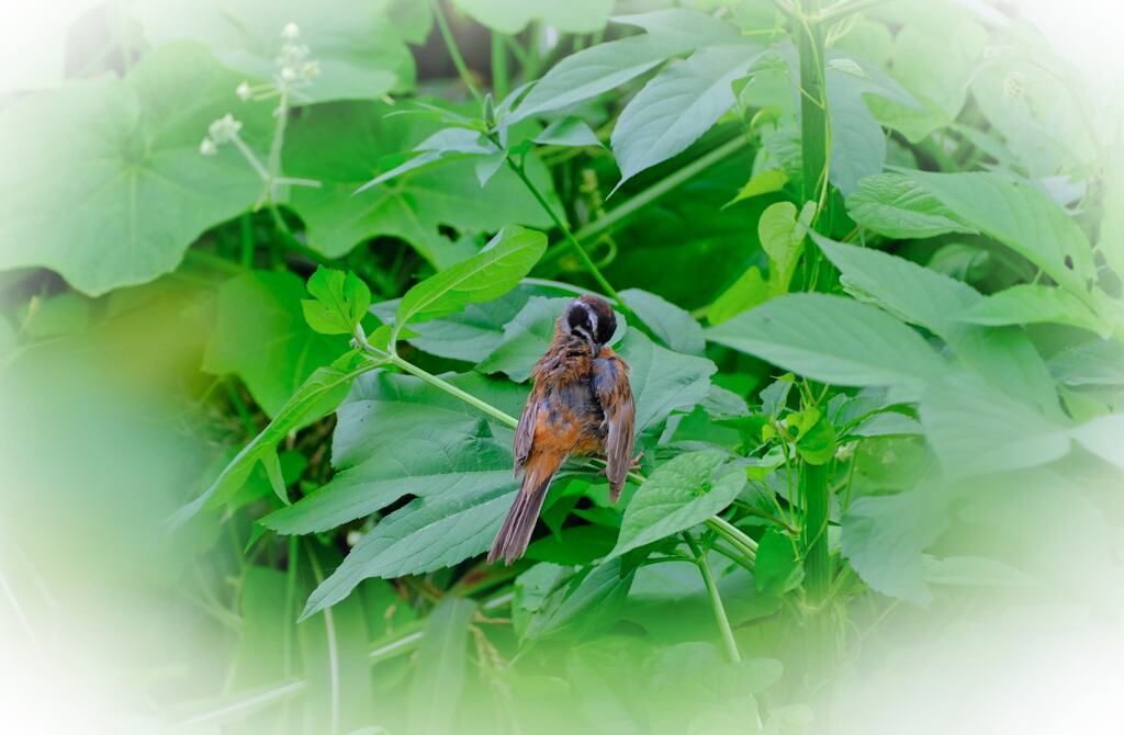 桃木川の生き物①