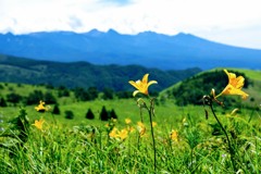 高原の夏風景②