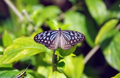 ぐんま昆虫の森④