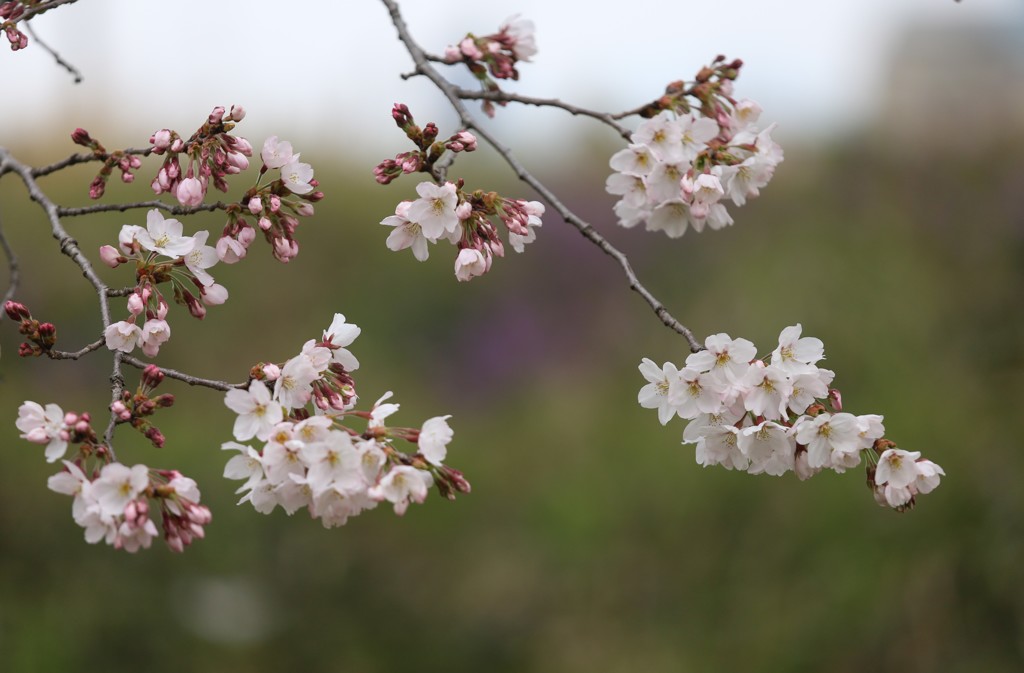 桜⑤