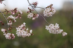 桜⑤