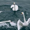 鏑川の白鳥④