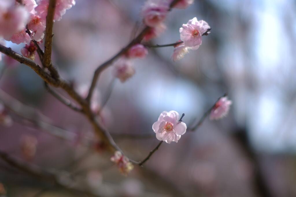 武蔵丘陵森林公園⑨