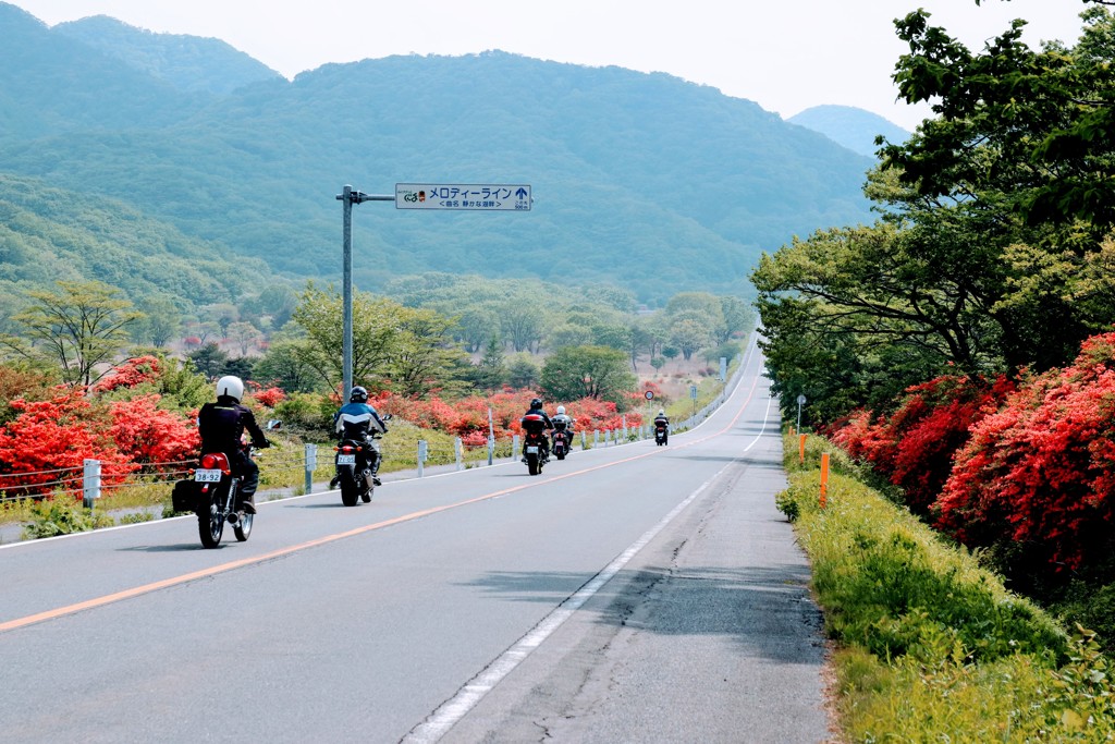 ツツジの街道